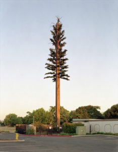cell-phone-tower-disguised-as-a-tree-9